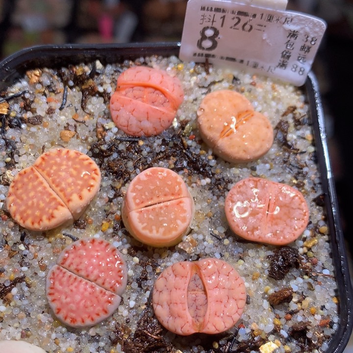 精品生石花126.8