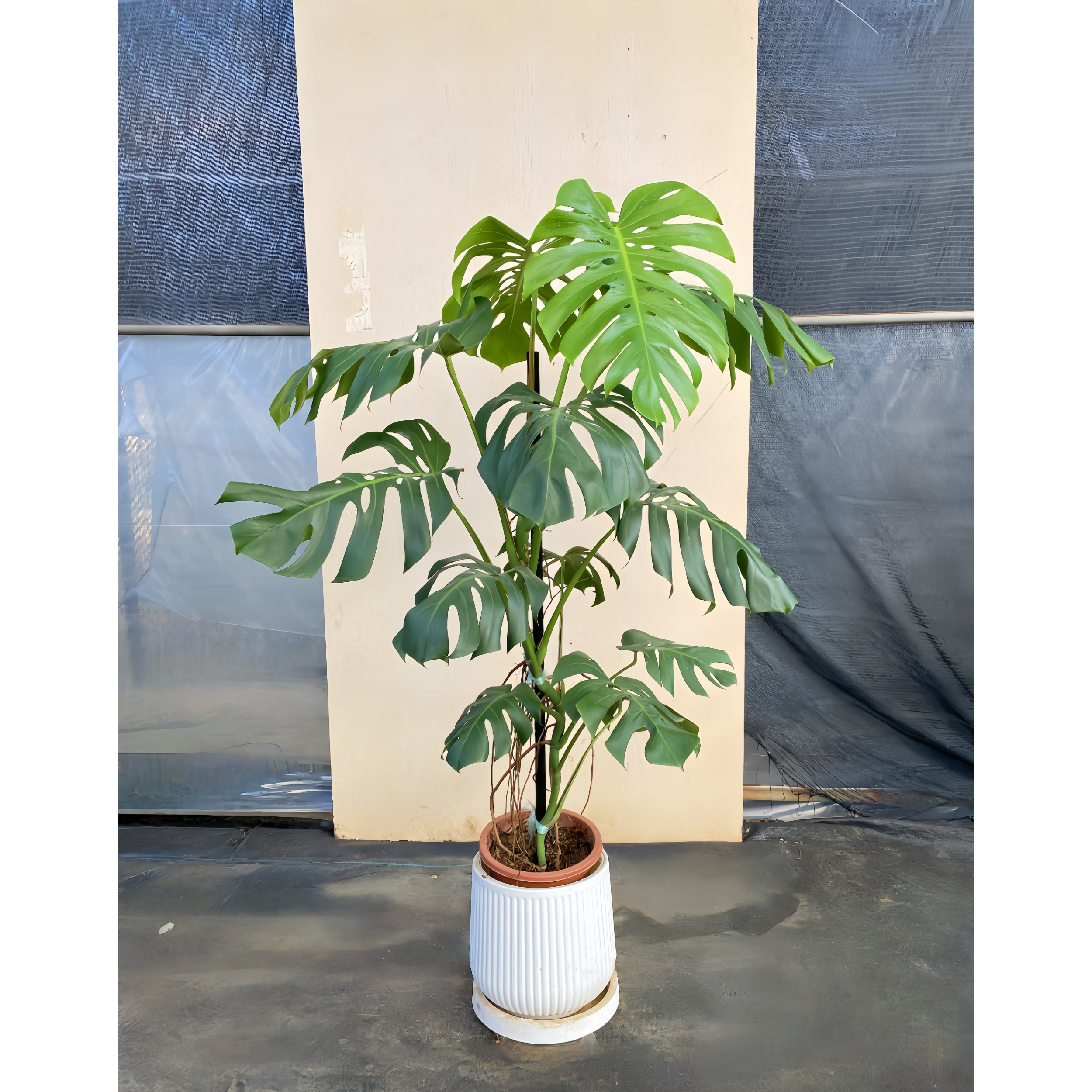 龟背竹爬藤龟背网红室内客厅办公室大叶子绿植四季常青净化空气