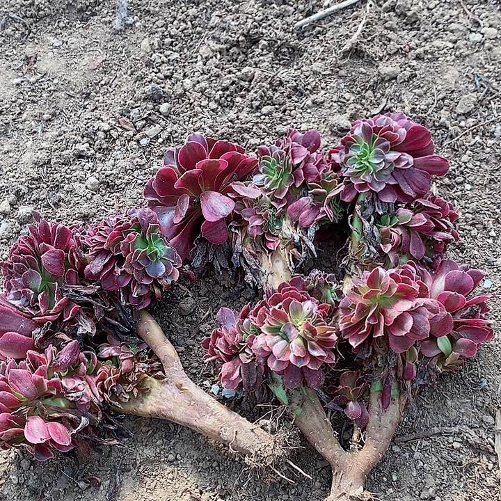 美杜莎3颗20元老桩