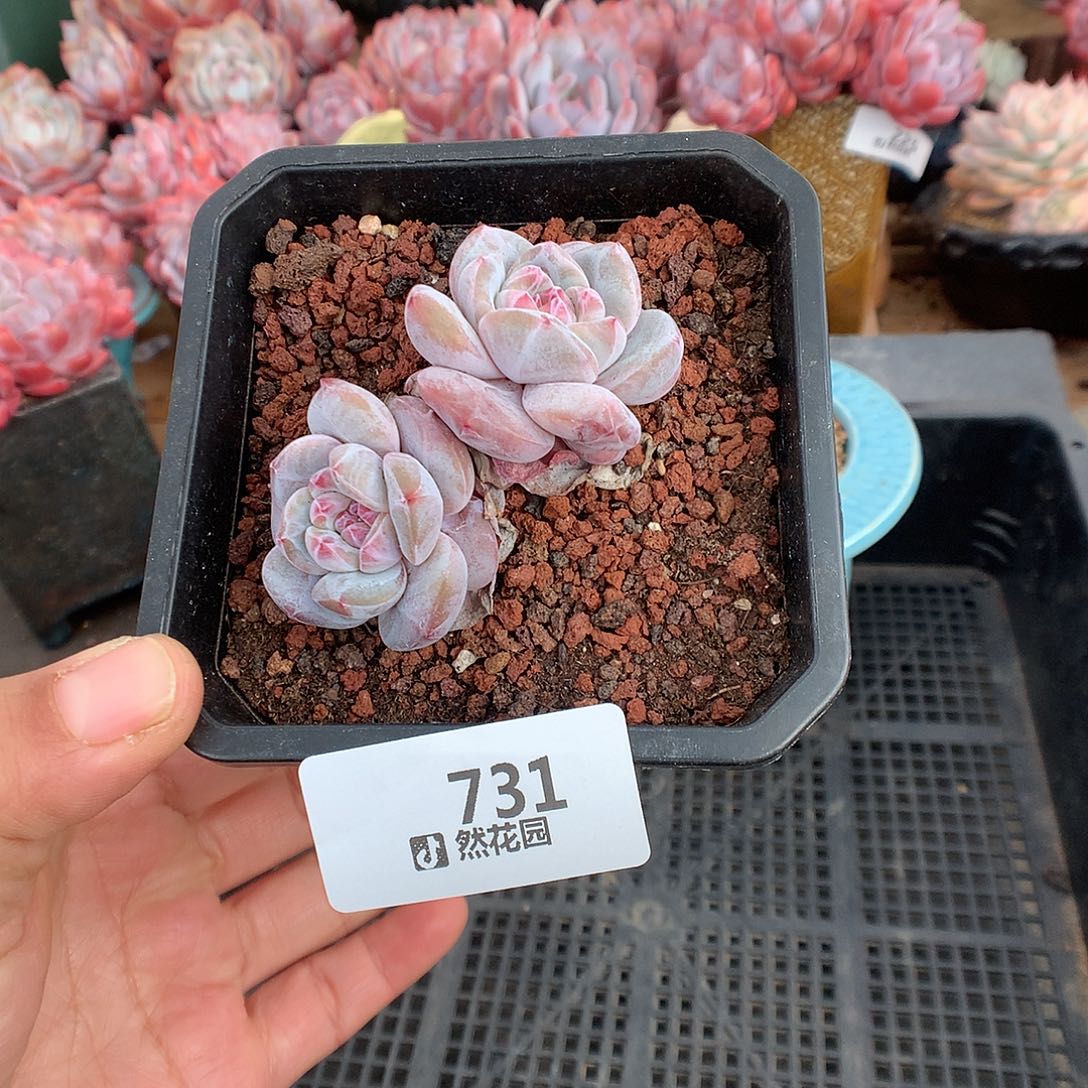 731星影多肉植物666