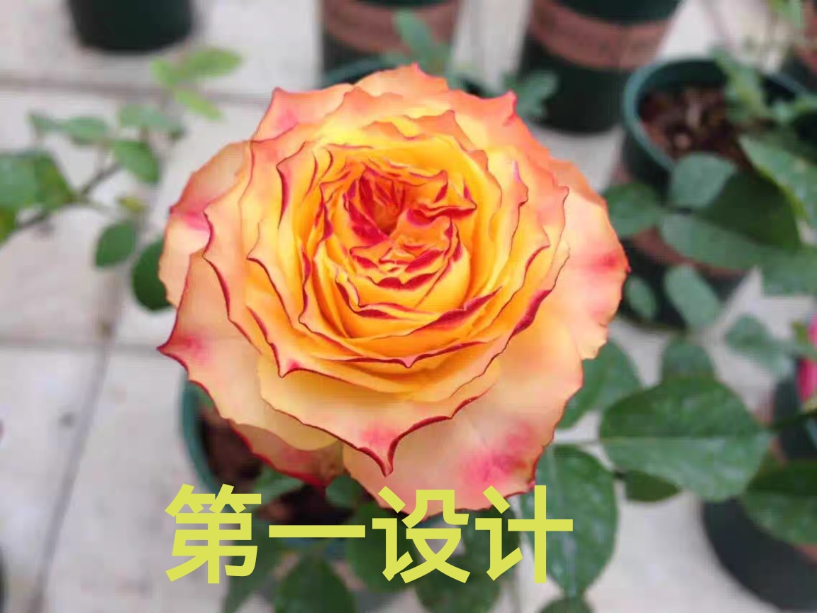 【芊喜花园】 正版第一设计   精品月季 实生根接苗