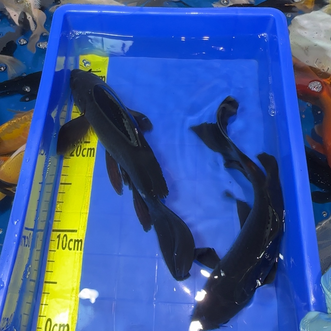 中国大陆蝴蝶鲤黑色精品两条