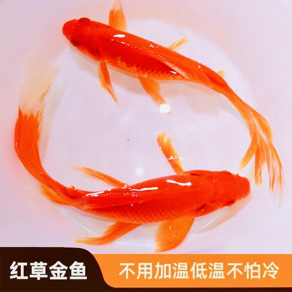 【冷链包邮】6-9厘米9条好养耐活冷水观赏金鱼淡水鱼观赏鱼草金鱼