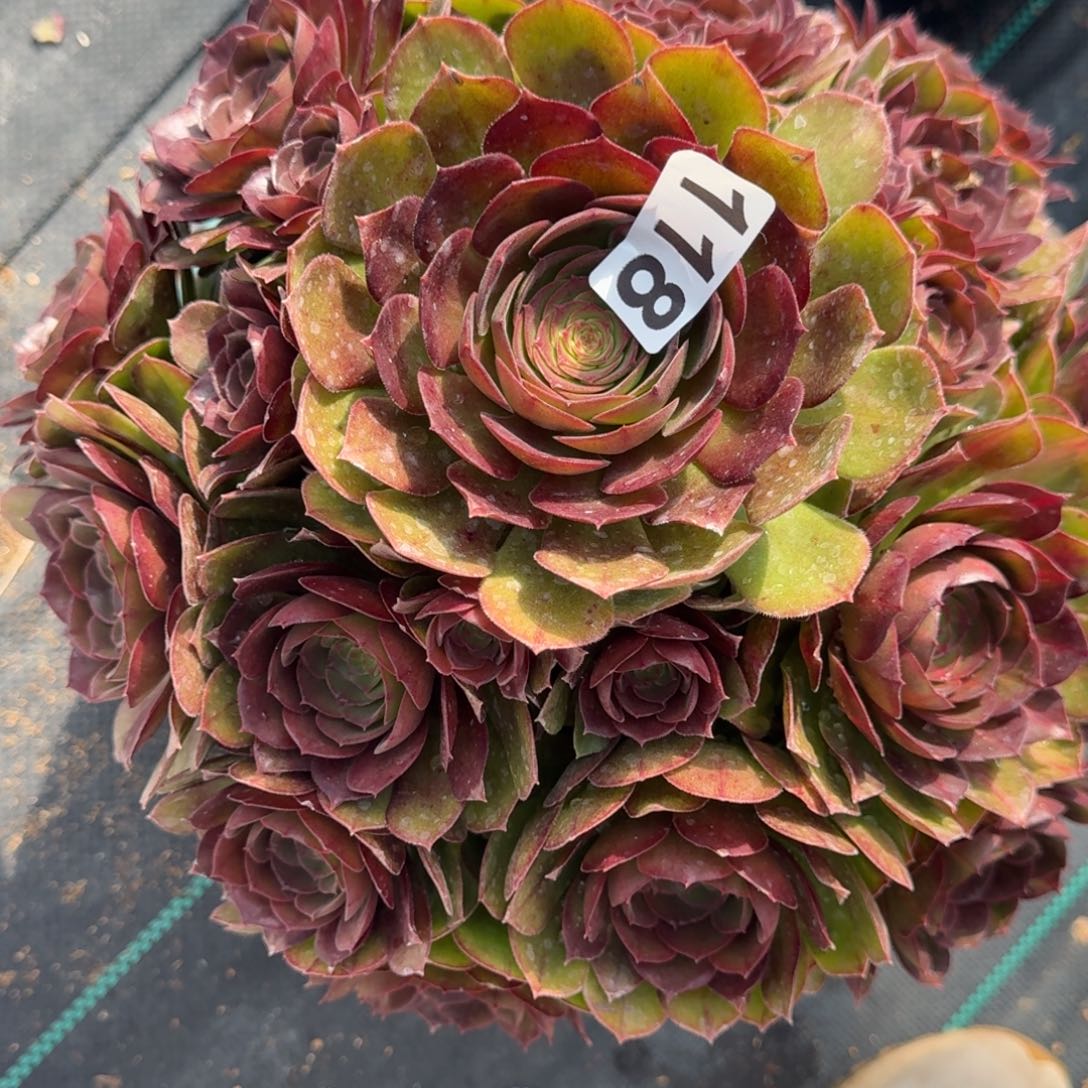 118下播福利抹茶多肉植物