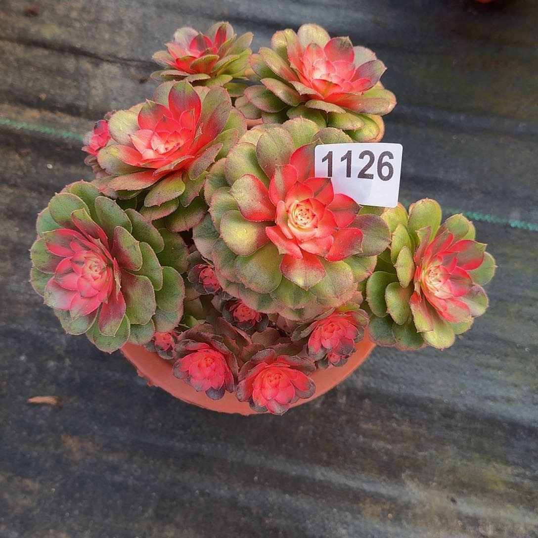 全部花朵1126荔枝444冠服21左右