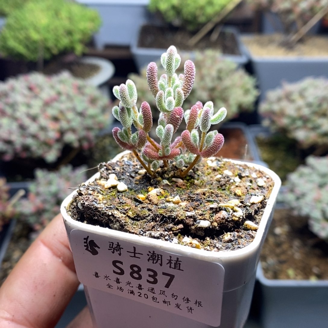 837实生精控优选冰晶