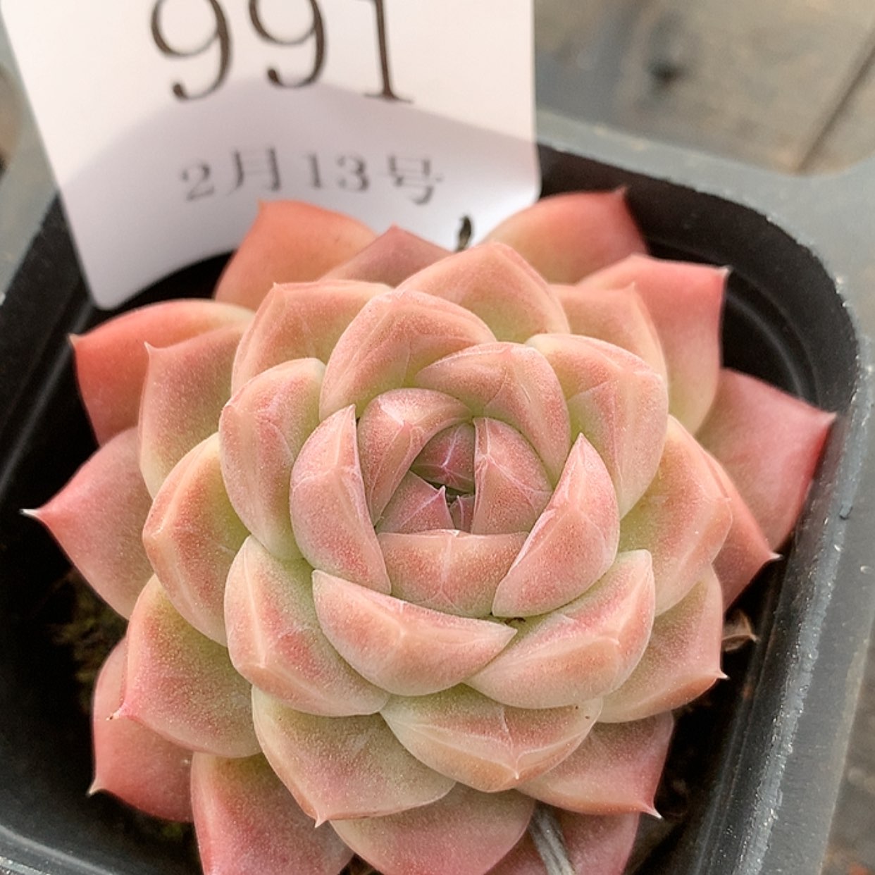 【闪购商品】云991