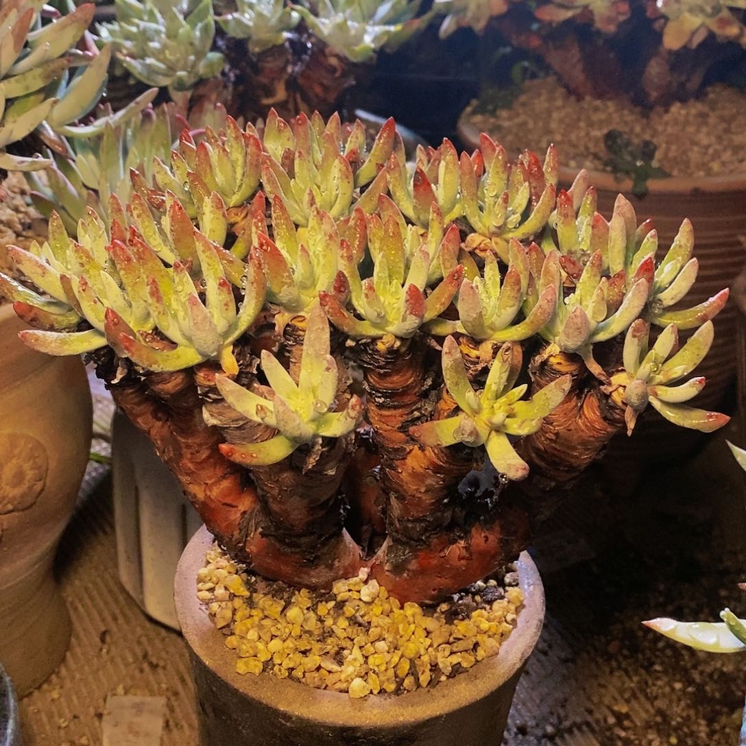 【闪购商品】哈哈哈哈白鹭1193多肉