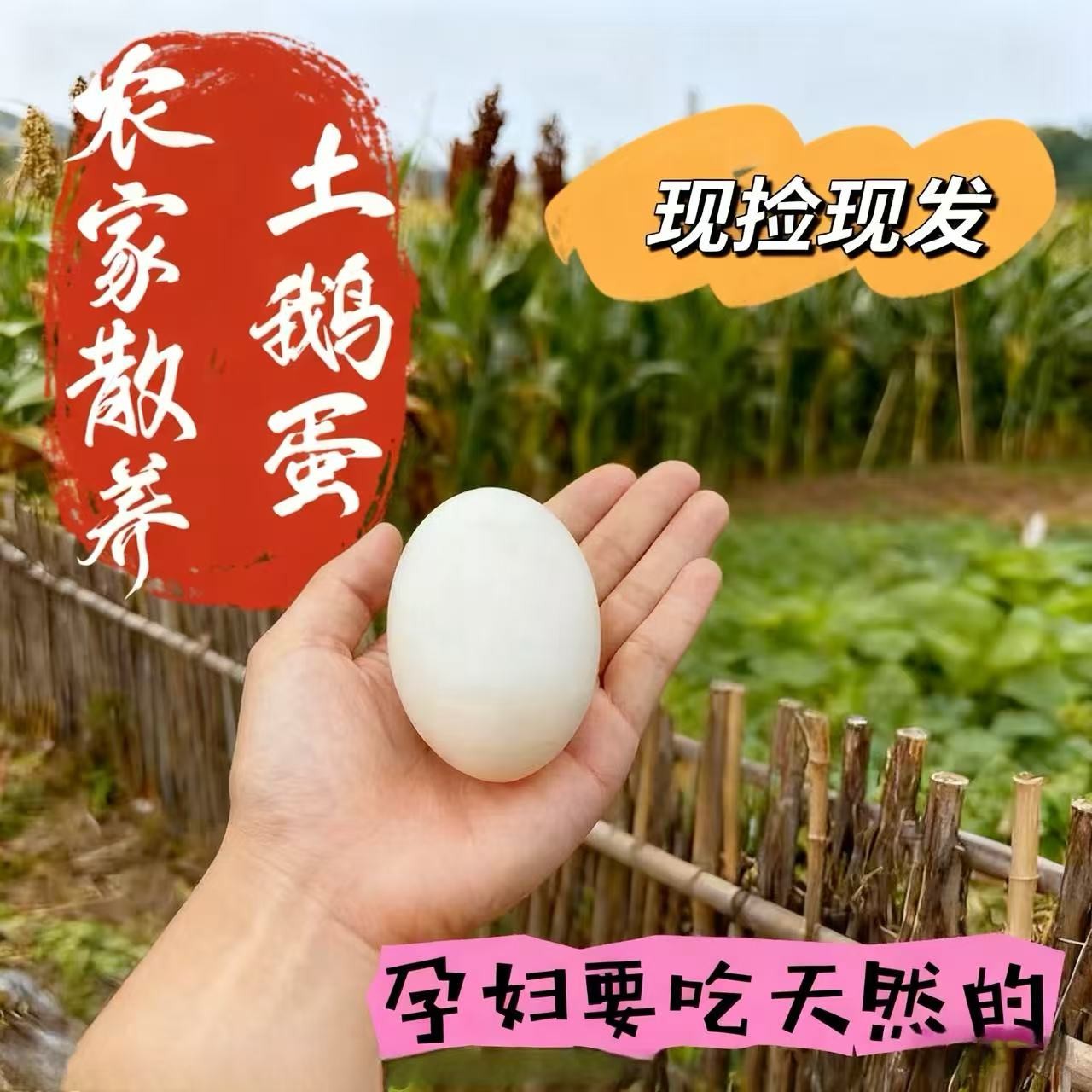 新鲜土鹅蛋现捡现发孕妇放心食用破损包赔