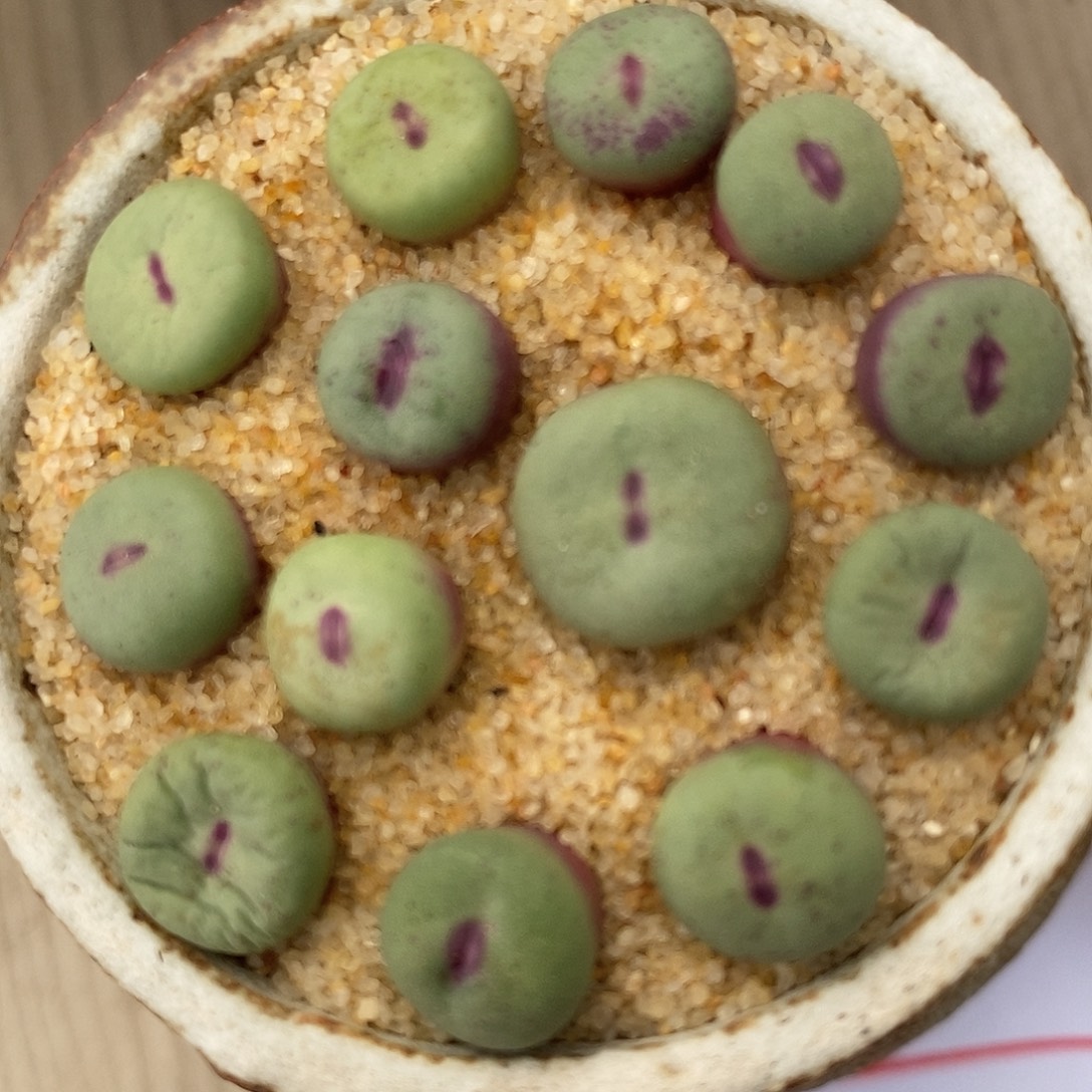 2392小红嘴一组。      