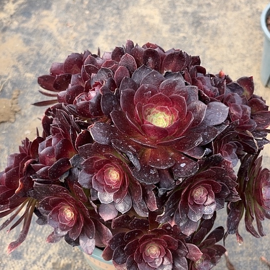 多肉植物法师53号