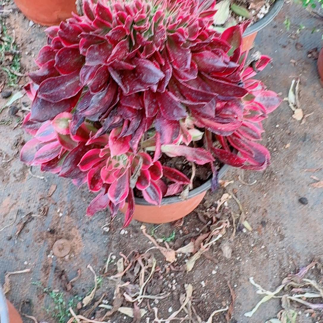 你321 号多肉法师植物特价活动