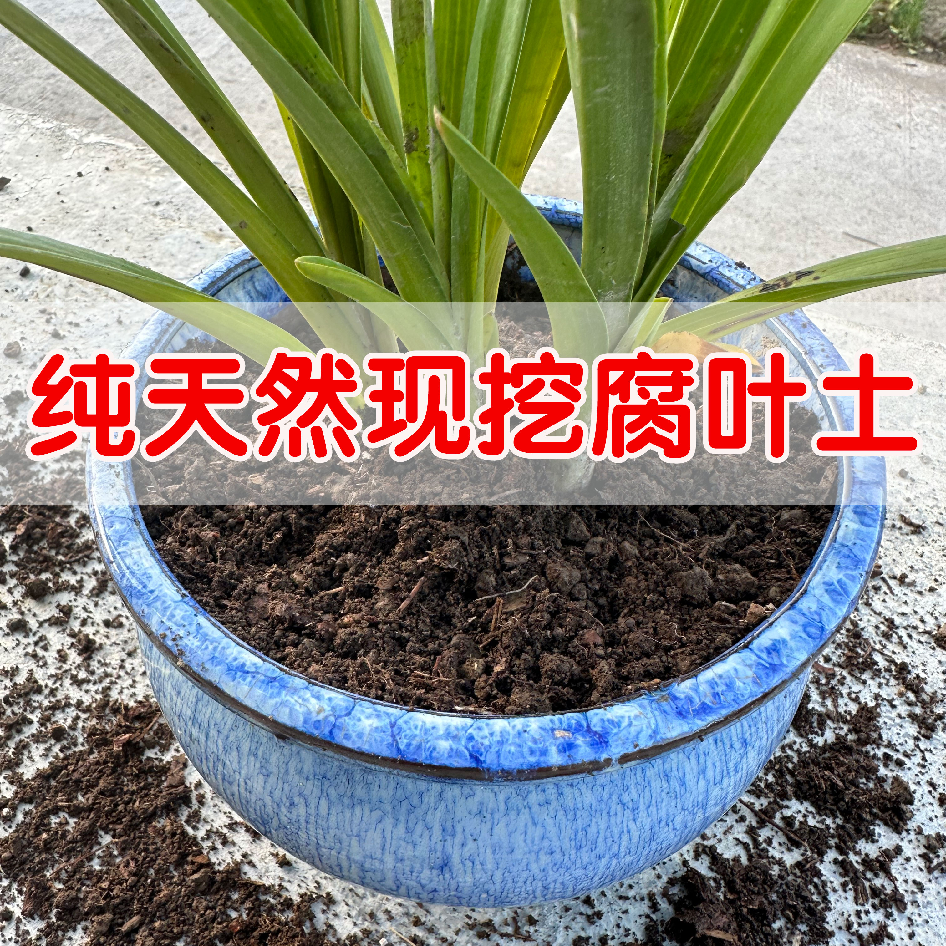 松针腐殖土天然腐叶腐熟纯君子兰花多肉泥炭营养土养花通用专用土