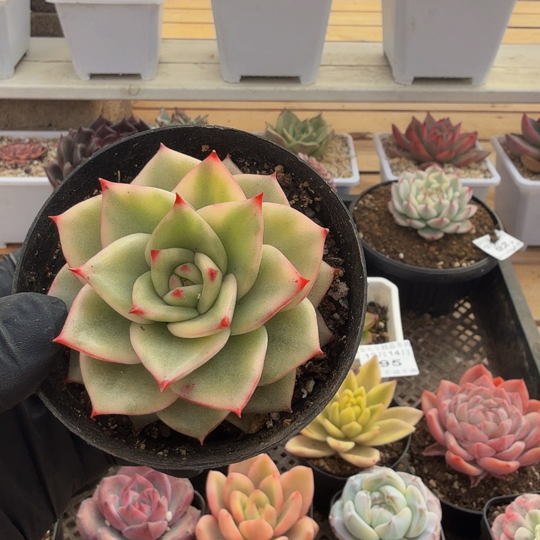 1214-96玫瑰玉锦单头