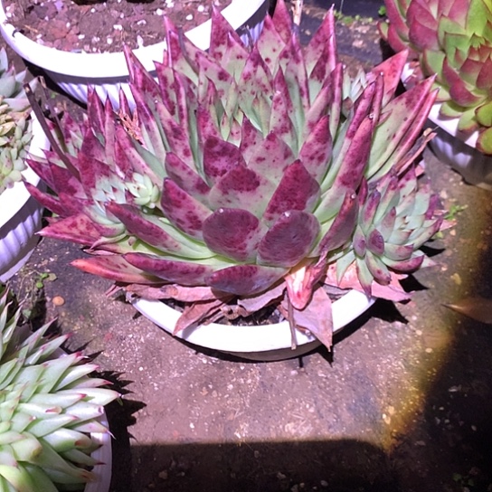 美肉特价活动开始啦