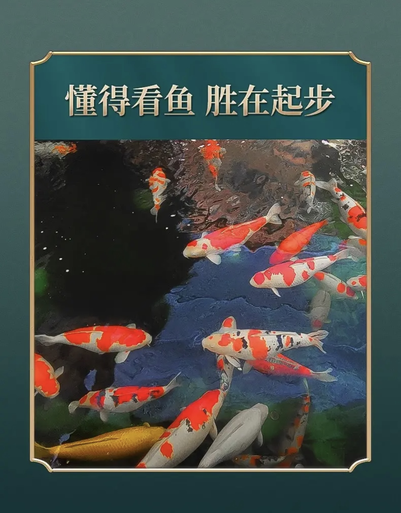 大尺寸锦鲤鱼活体冷水淡水鱼苗观赏鱼好养耐活渔场直发5-35cm