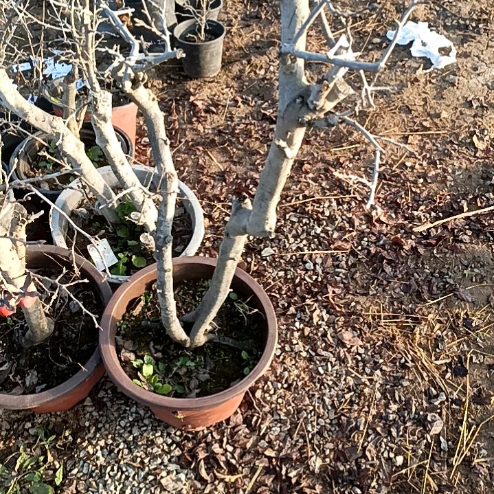 记***留无花朵月歌嫁接苗