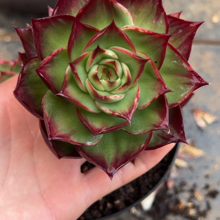 小***花多肉植物小梨花姐发货1111