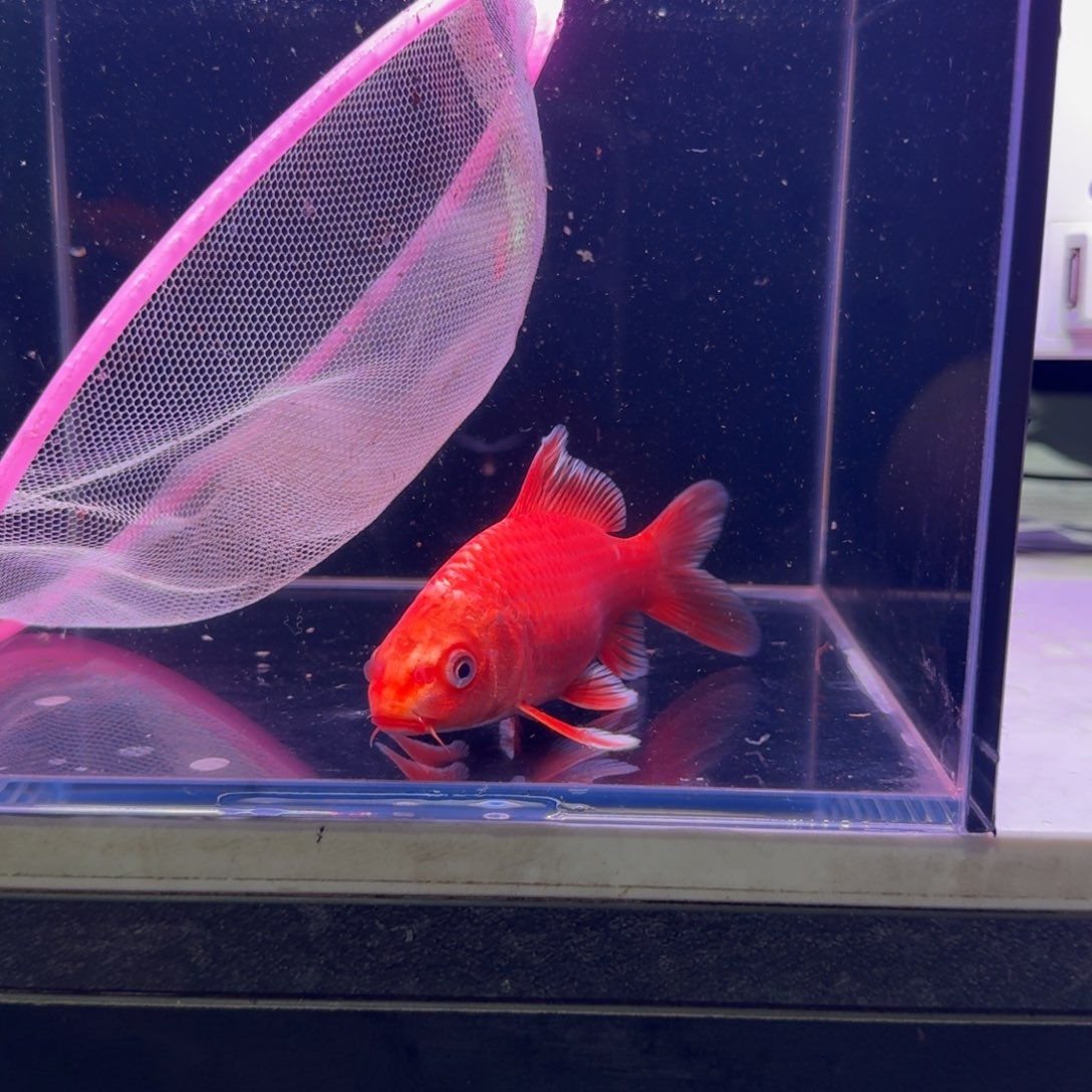 龙头牛背788只要……