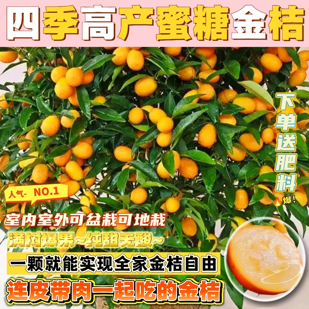 【带果发货】四季高产蜜糖金桔苗南北方阳台庭院种植盆栽地栽年宵花