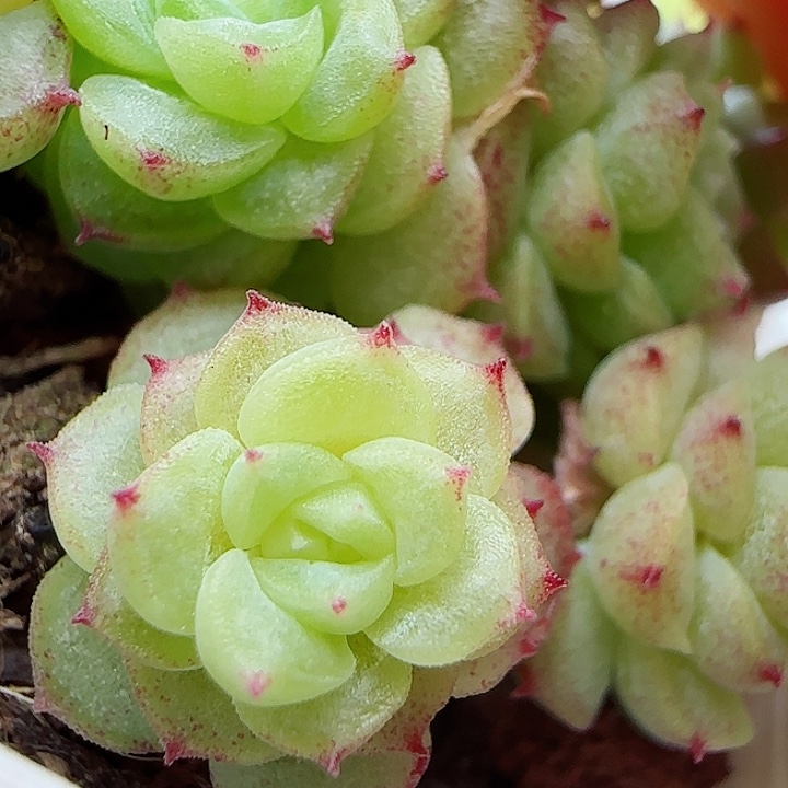 维*【闪购商品】0524-103优选麦杆