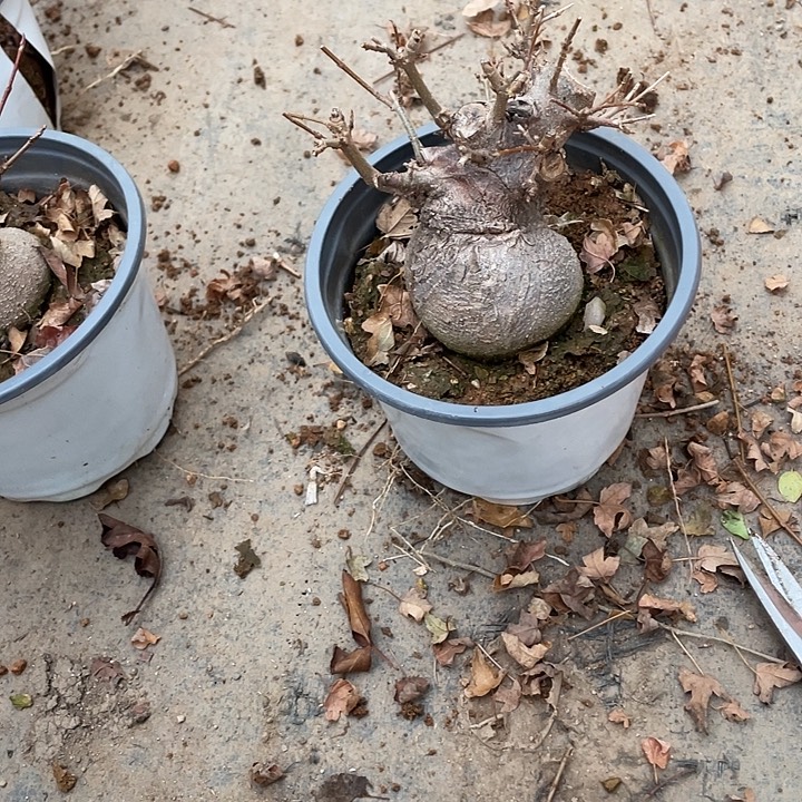 力***哥无花朵45菊花计划经济