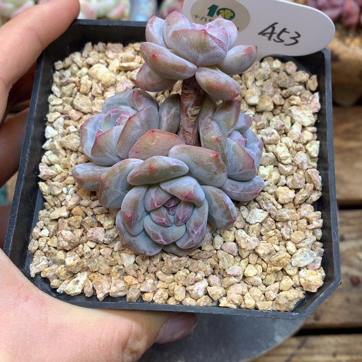 A53 突尼斯星影模特同款