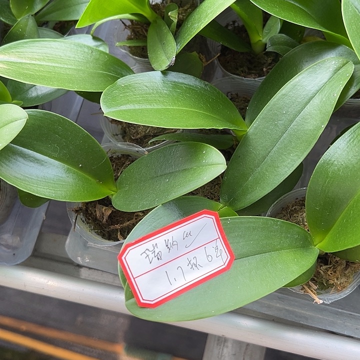 当前无花朵，栽培后可花朵瑞纳斯1.7杯