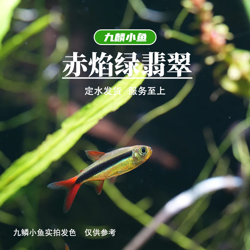 九鳞小鱼 【赤焰绿翡翠】   满三单发货