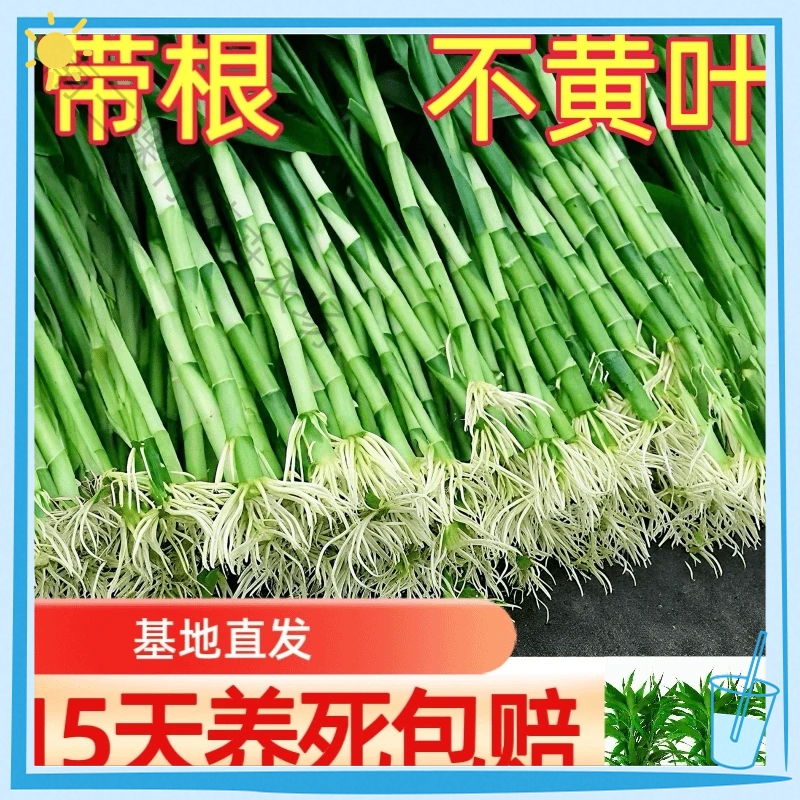 带根富贵竹文昌竹室内植物水培好养活的绿植盆栽客厅土培花卉室内