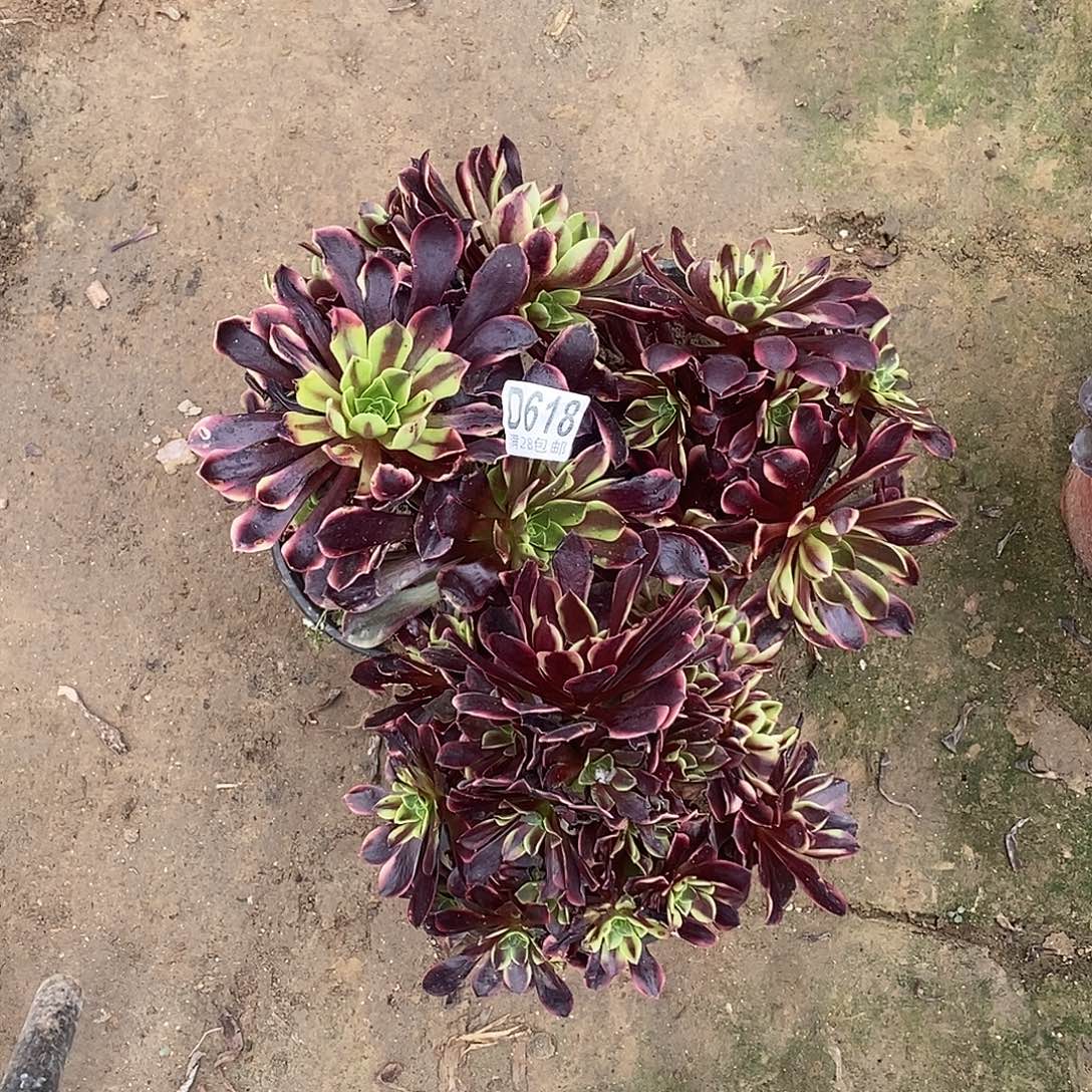 618欧佳丽瑕疵多肉三个