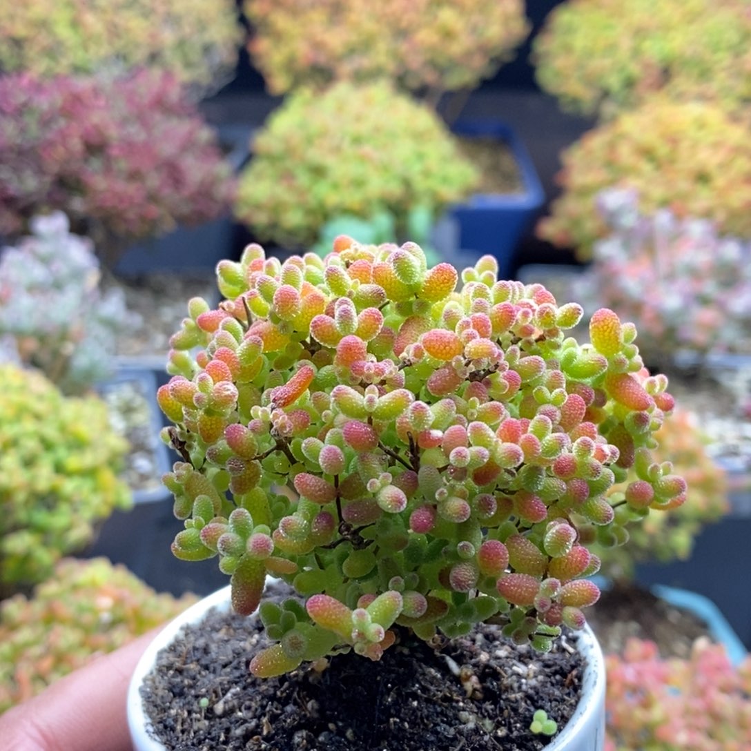 蜜橘糖球357。         
