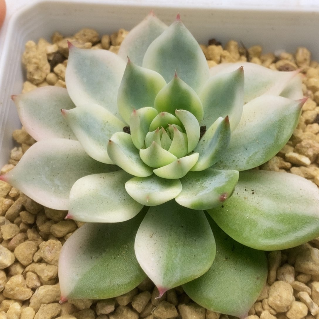 197锦锦锦锦锦锦锦锦锦