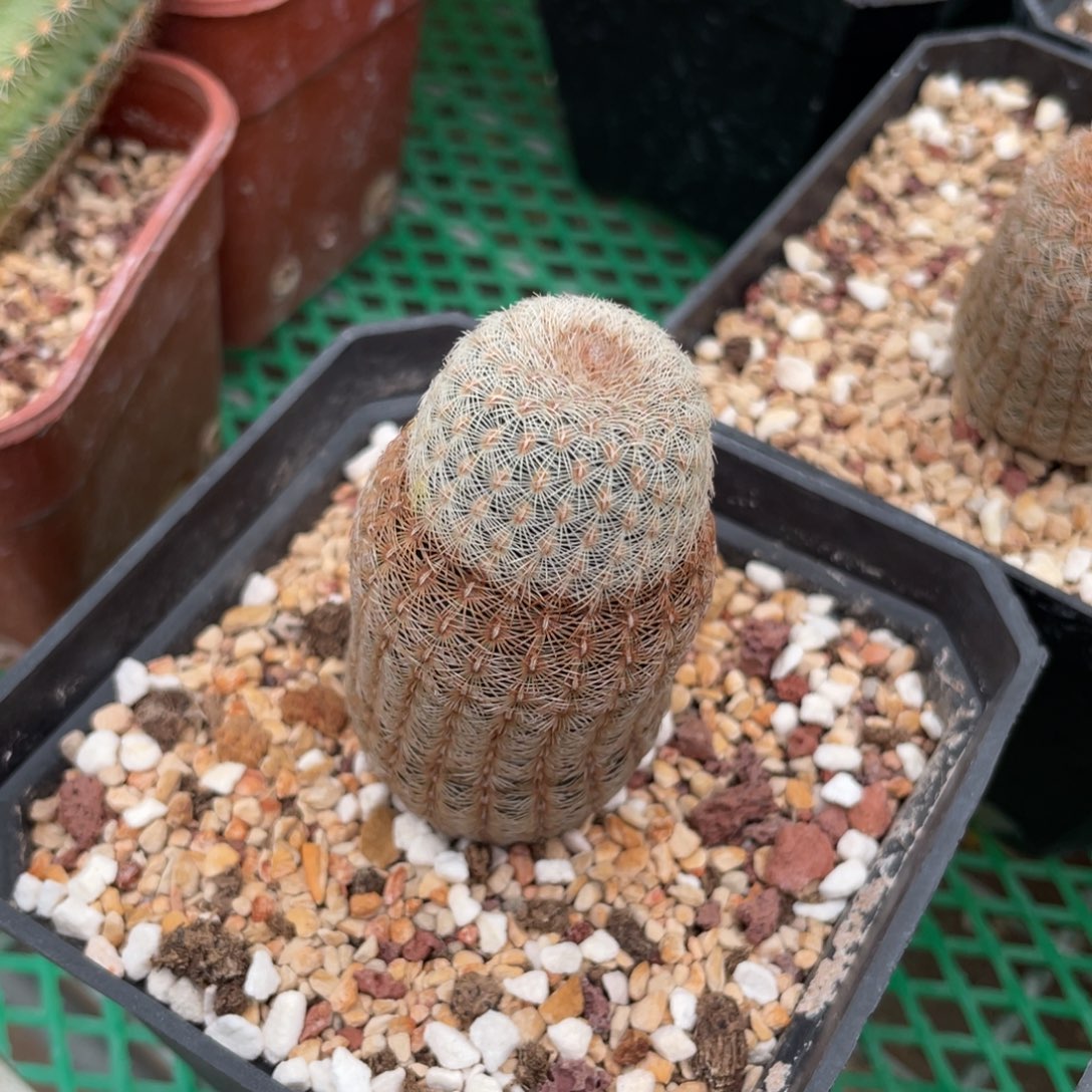 鹿角柱实生仙人球白太阳