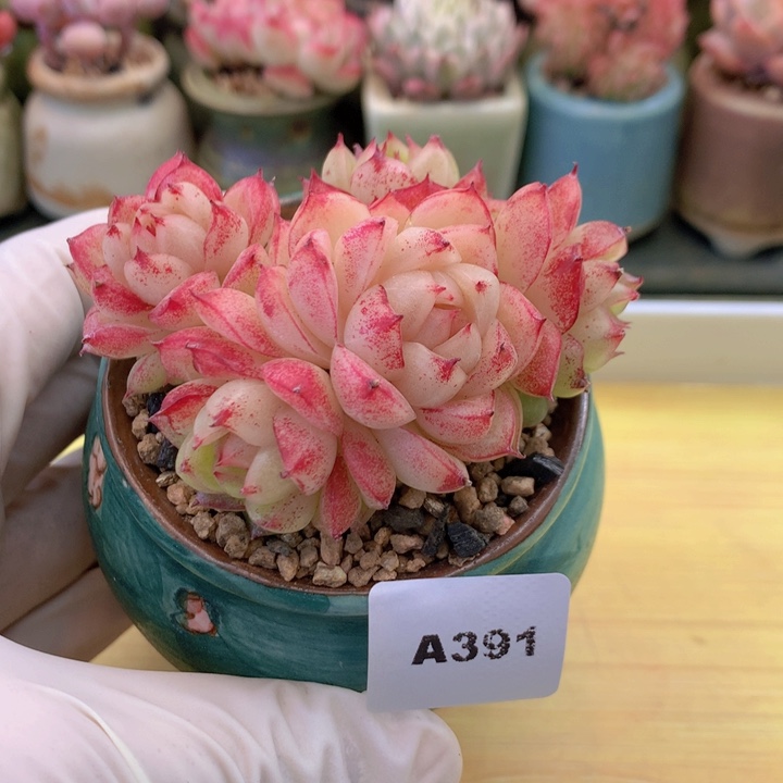 一物一拍满38包邮A391