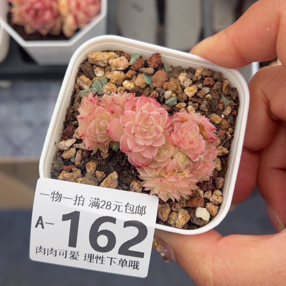 小脸麦多肉多肉多肉多肉