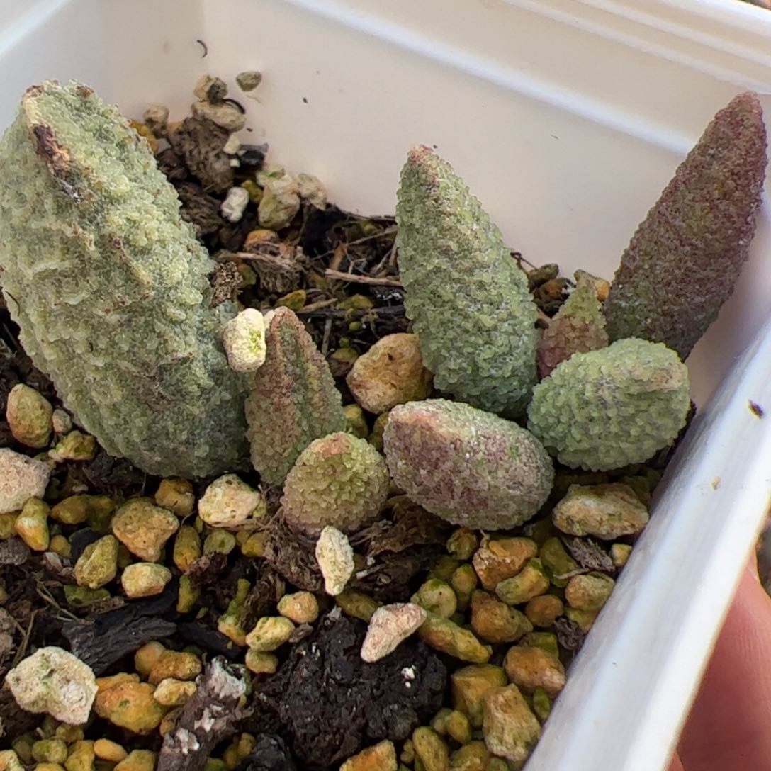 特价两颗一起多肉植物水泡