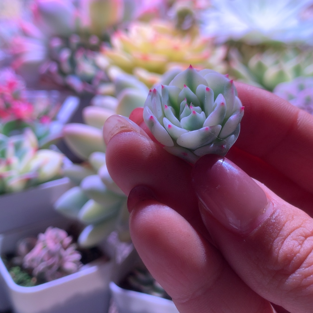 松果红爪覆轮锦砍头