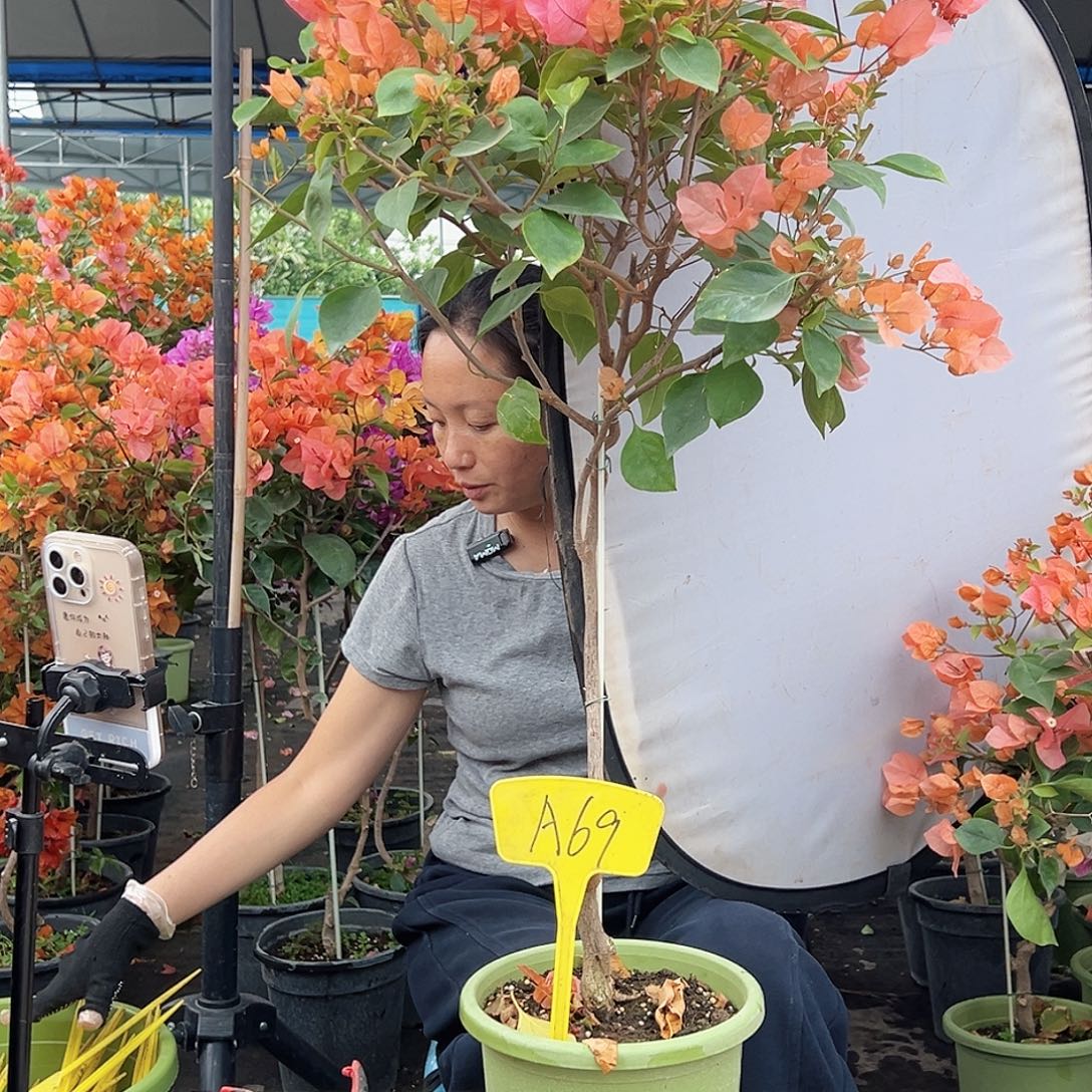 越***糯大部分花苞少量开放A69波妹