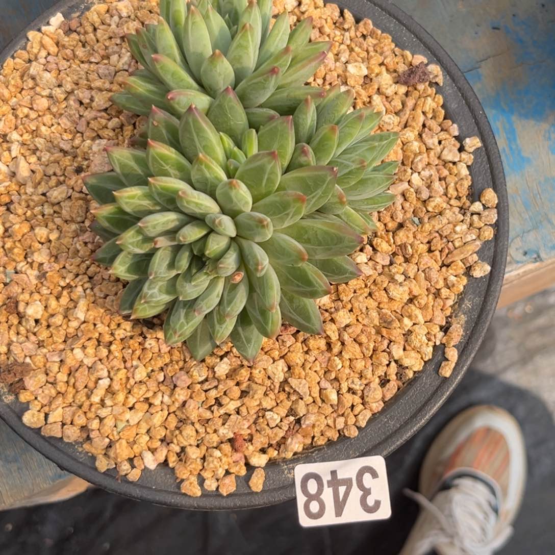 多肉植物糖心暗纹美人348