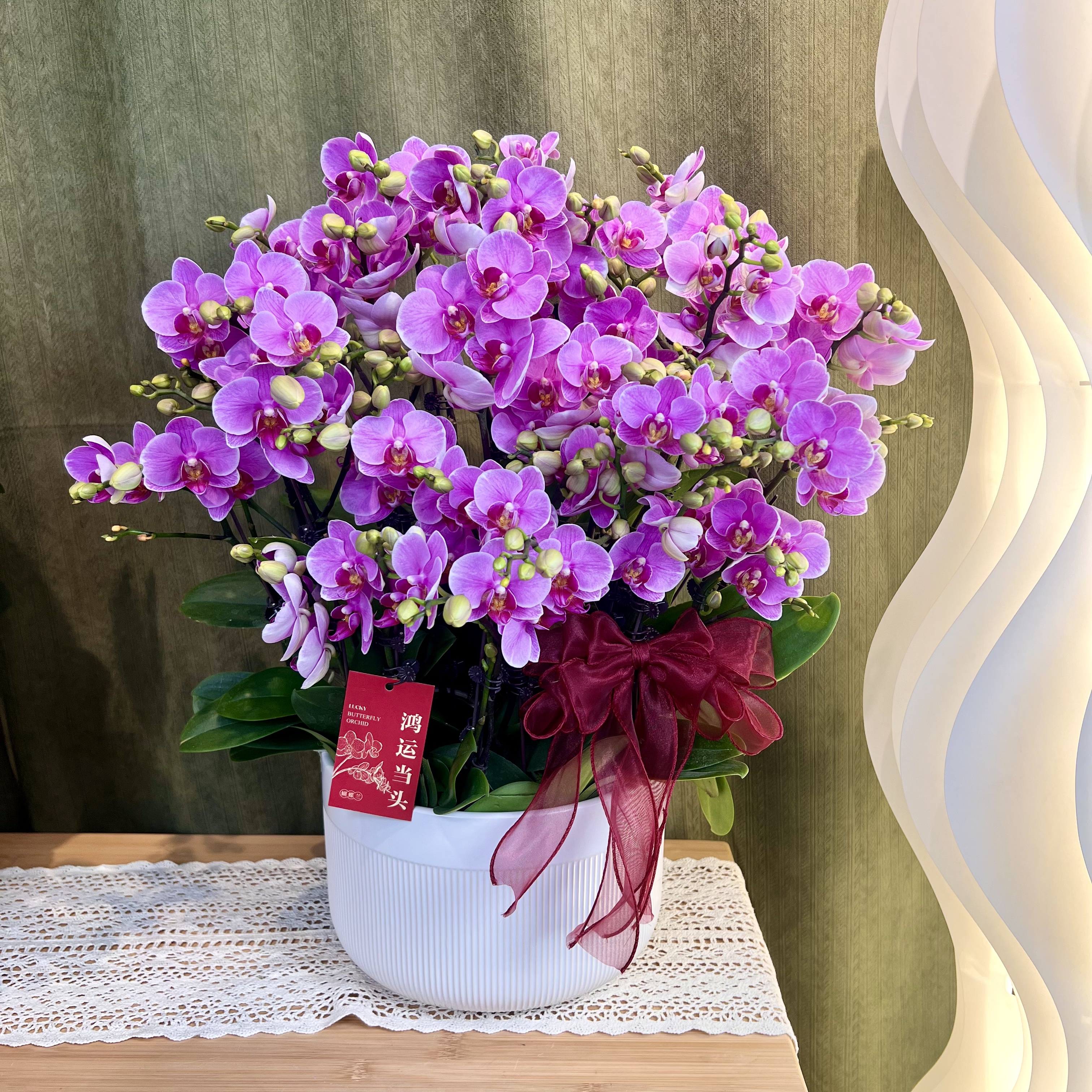 【紫蝶】蝴蝶兰 粉色中花型 爆花量年宵花 高端绿植花卉 送礼送人