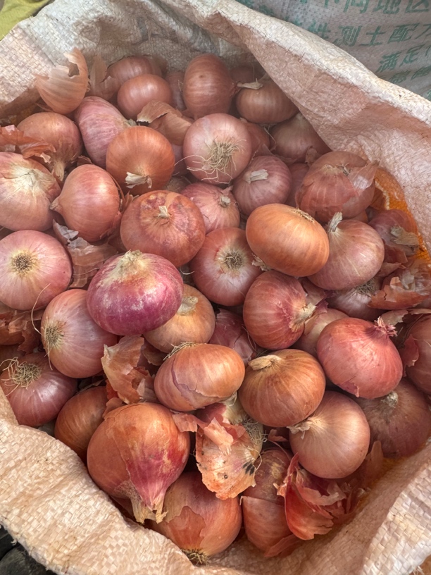 【边陲之乡】小洋葱