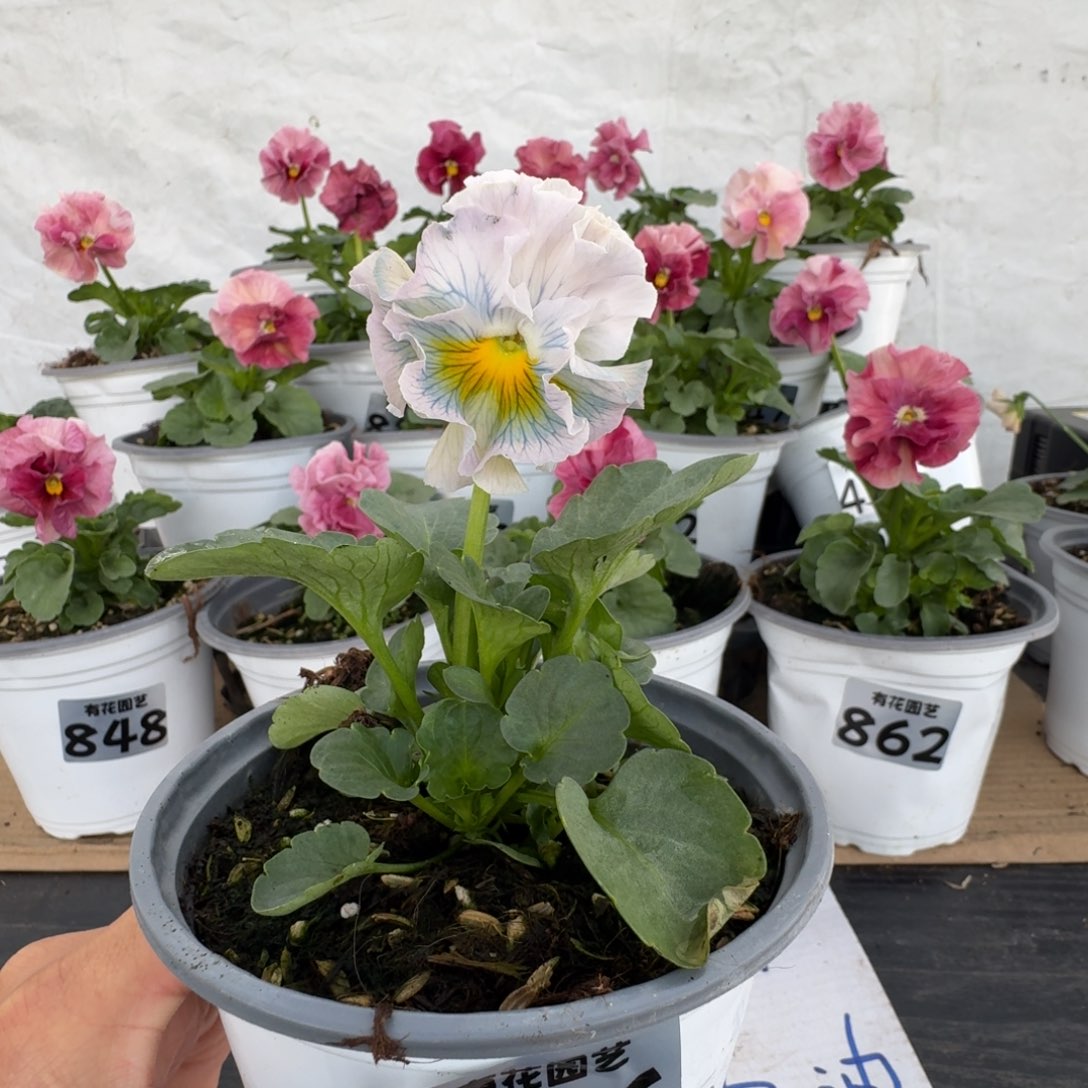 全部花朵866号角堇