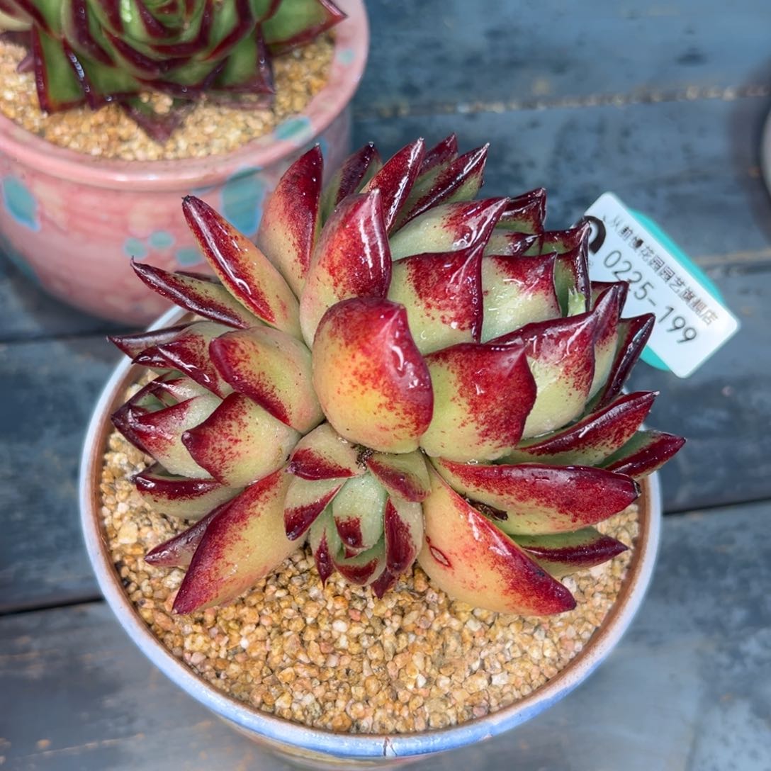 多肉一物一拍0225-199