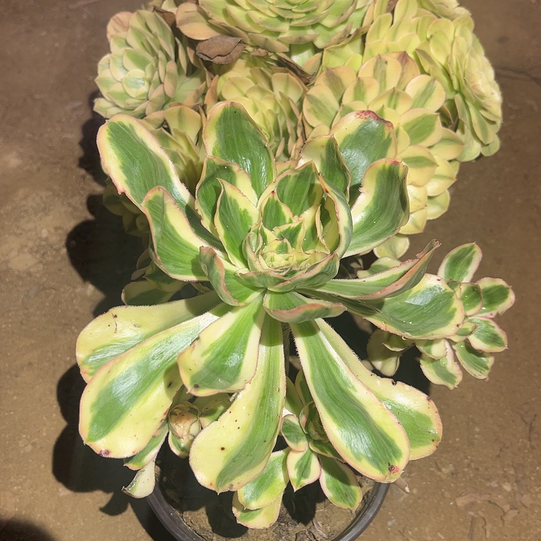 燕姿雨荷多肉法师531