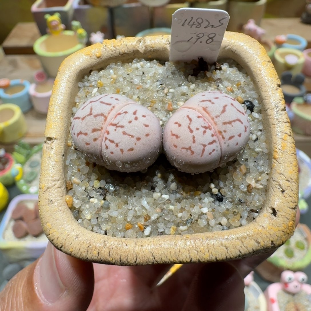 蘑菇1133红纹大白多肉植物