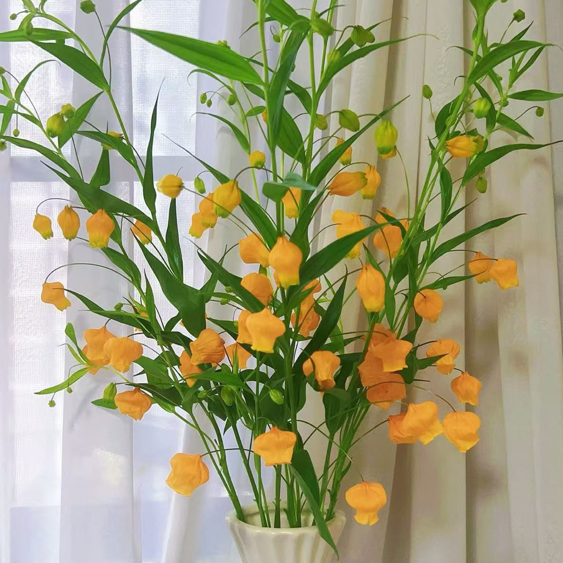 宫灯百合 10 支（进口花花）云南直发（不包邮）