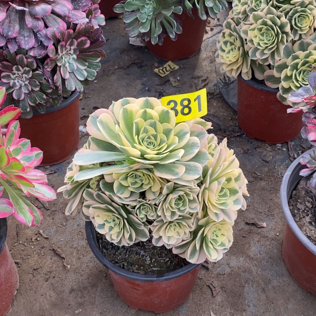 绿豆沙多肉法师381