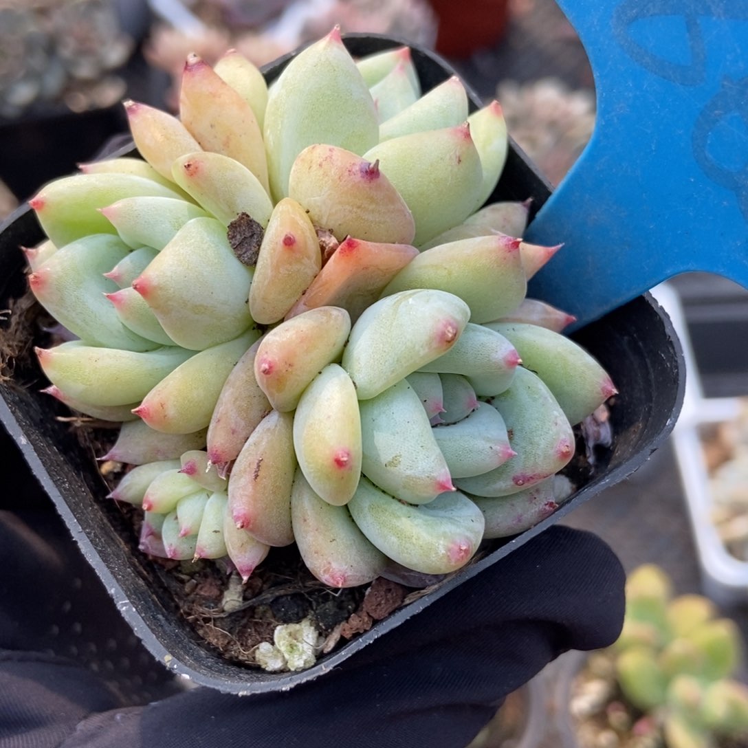 862白拉糖多肉植物保护