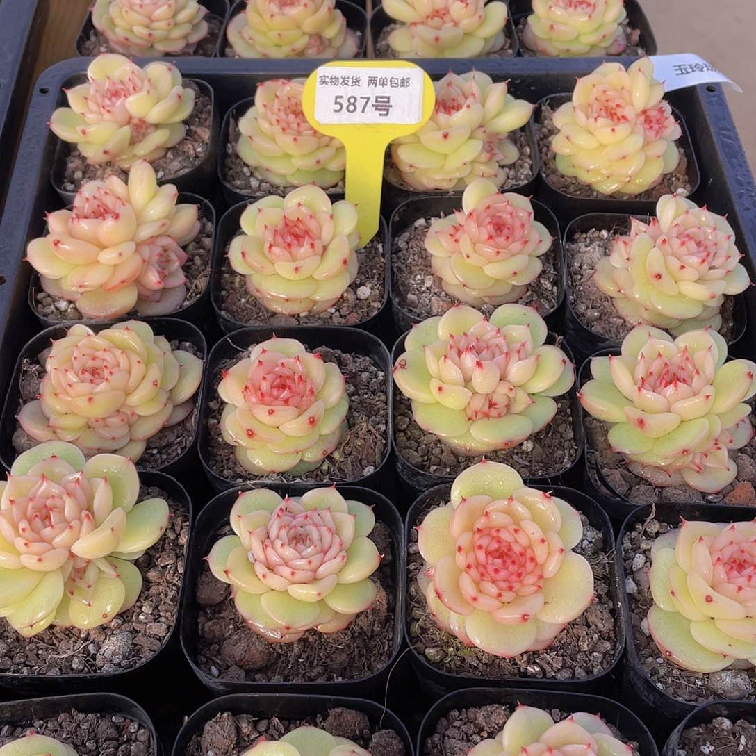 587号 新品玉玲珑一个